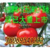 大量供應以色列大紅西紅柿