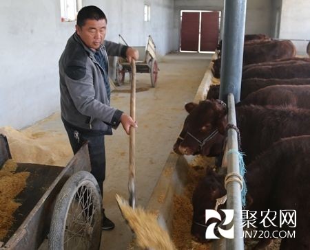 周保軍:養牛讓我走上多元增收路