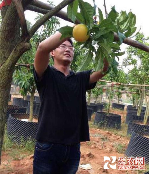 漳浦臺農：“小”水果成就“大”夢想 