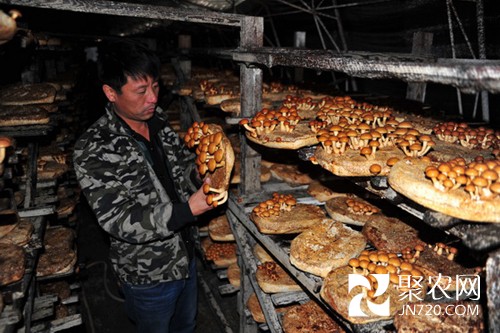 黑龍江林口縣:小小食用菌 致富大產業