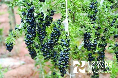 青海人工種植黑枸杞獲成功