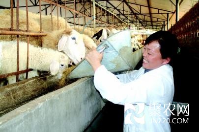 看準市場空當 回鄉飼養小尾寒羊