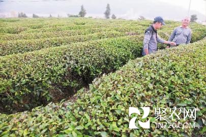 福建天寶峰:沙縣巖茶山外香