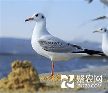 雞鴿巧套養 效益同增長