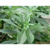 救心菜種苗，養心菜種苗