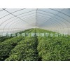 合作社直供-脫毒紅薯苗