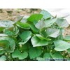 徐薯22紅薯苗、優質脫毒紅薯苗、歡迎預訂