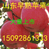 15092861333供應冷庫紅富士蘋果