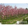 供應大量玉蘭及玉蘭幼苗