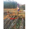 櫻桃苗，蘋果苗。大櫻桃苗