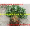 100萬株草莓苗 優質草莓苗 品種純正 草莓苗價格 量大批發
