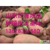 13626331680山東地窖地瓜供應
