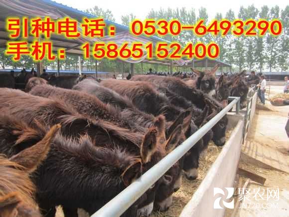 肉驢苗_conew1