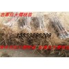 批發大櫻桃苗 吉塞拉大櫻桃苗 大櫻桃樹 優質豐產大櫻桃樹