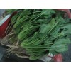 綠油油的菠菜