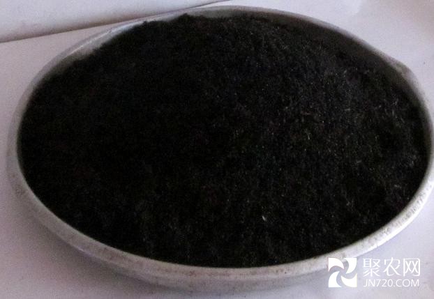 擬黑多刺螞蟻干30