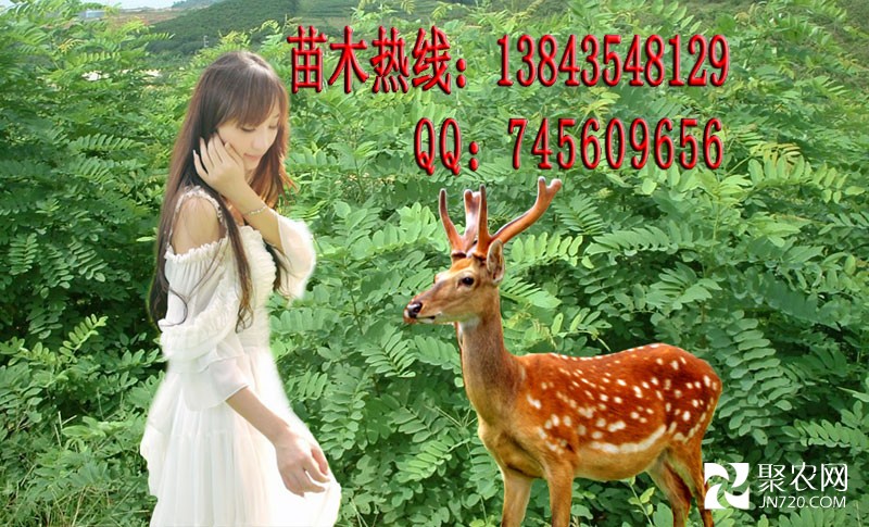 大葉速生槐苗木 大葉速生槐樹(shù) 大葉速生槐視頻 大葉速生槐圖片