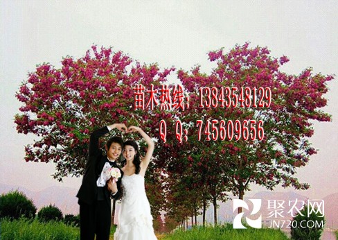 香花槐苗 治理霧霾