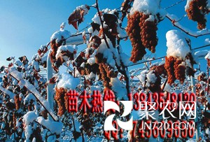 冰葡萄苗 冰葡萄種植方法 冰葡萄品種 冰葡萄圖片 冰葡萄酒2