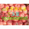 紅富士蘋果１５２６６６８８５８５