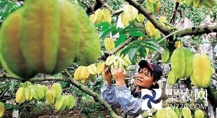 海口：海南澄邁楊桃豐收 果農苦尋銷路