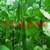 批發水果黃瓜種子 歌頓F1 壽光特色菜蔬菜種子公司