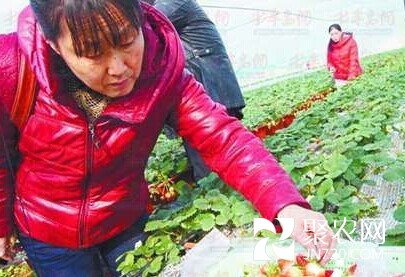 日照農(nóng)業(yè)高科技示范園嘗鮮盆栽草莓技術(shù)