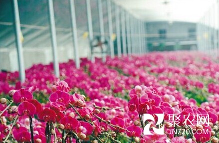 沈陽:蘇家屯區2萬株蝴蝶蘭上市“迎春”