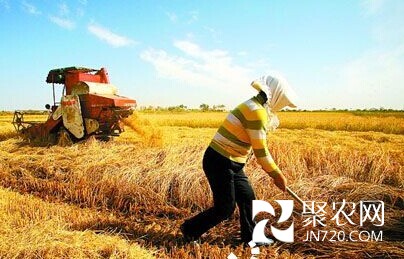 2014年西藏糧食產量近百萬噸創新高