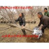 櫻花 櫻花樹苗 高桿櫻花 櫻花價格 山東櫻花量大價格最低
