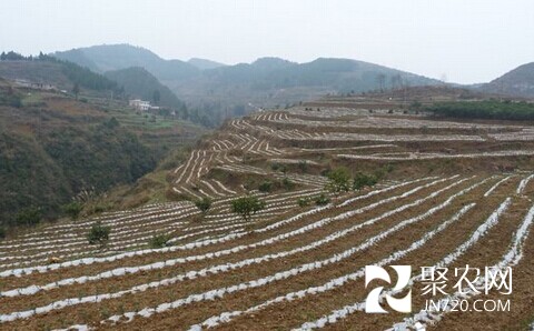貴陽開陽：建“溫馨地毯” 提高茶葉種植效益