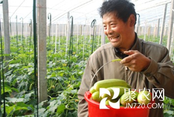 綠色西葫蘆出蒙山 有機農業(yè)助農增收