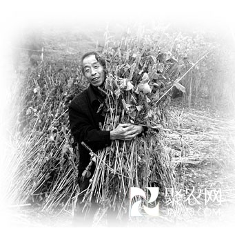 重慶李永均:把野生蘇麻變身金牌紫蘇