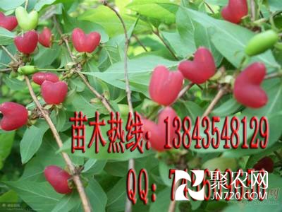 愛情果-愛情樹-相思果1相思樹苗木熱線:13843548129 QQ :745609656