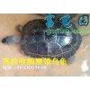 高價收購黑頸烏龜
