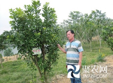 周春旺:“豬場老板”變身“橘紅大王”