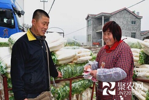 重慶潼南：蘿卜價(jià)高不愁銷