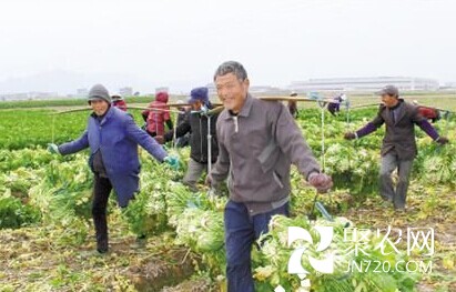 臺(tái)州：冬花菜豐收 菜農(nóng)笑哈哈