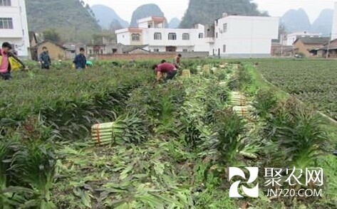 廣西平桂:蔬菜產業促農增收
