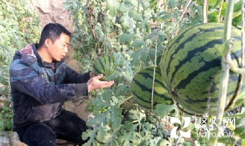 哈密市大泉灣鄉近百噸大棚西瓜銷往各地