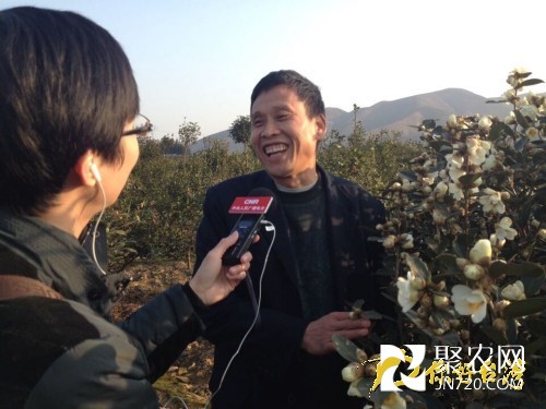 湖南邵陽：茶花香飄醉人 茶油暢銷富民