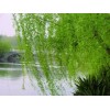 供應(yīng)大量?jī)?yōu)質(zhì)垂柳、幼苗
