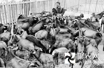 南江縣:家庭羊場唱響“喜羊羊”