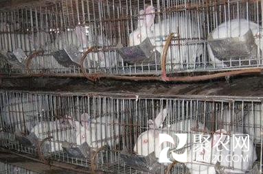 河南正陽縣農民養獺兔年收入20萬元
