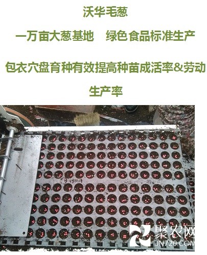 毛蔥1