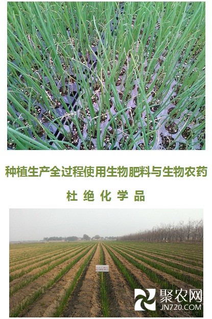 毛蔥2