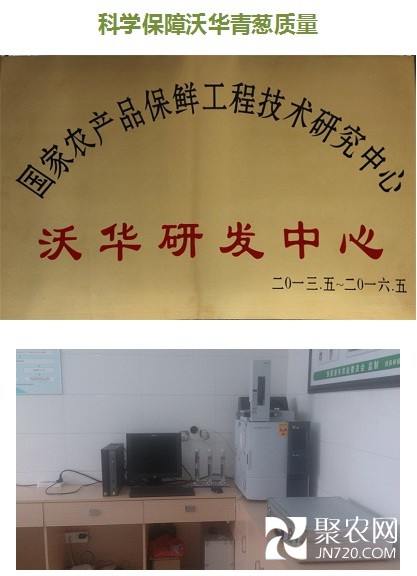 毛蔥3