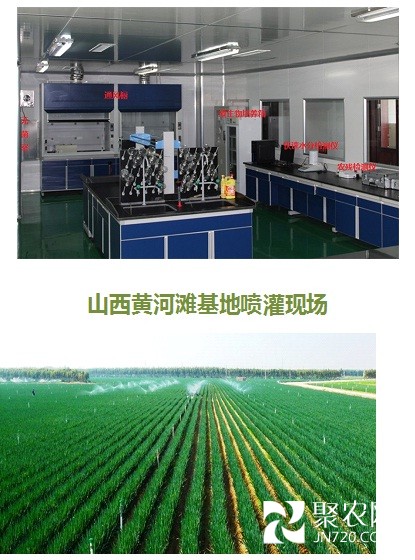 毛蔥4