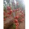 供應(yīng)費縣西紅柿；秀海西紅柿合作社