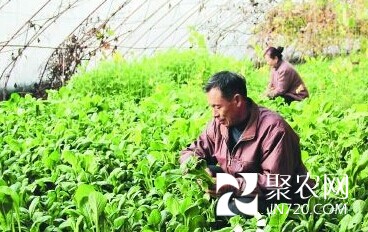 黑龍江牡丹江市現(xiàn)已建成15萬畝出口蔬菜生產(chǎn)基地